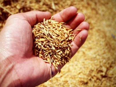 Fabricantes de productos de cáscara de arroz en China: nuestras 7 mejores opciones